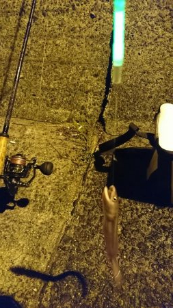 なんでも！釣りたい！