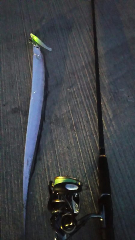 【新門司】 タチウオ調査