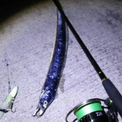 【新門司】タチウオ調査2