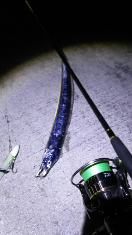 【新門司】タチウオ調査2