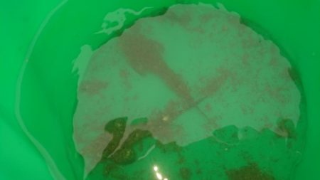 梅雨の晴れ間に