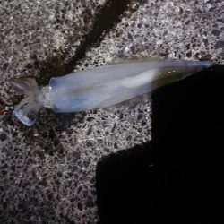 今年初の白イカ
