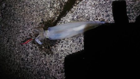 今年初の白イカ