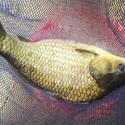 椎の木湖 へらぶな釣り