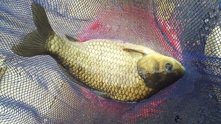椎の木湖 へらぶな釣り