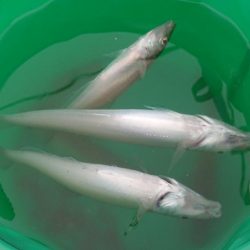 良型のキスを求めて