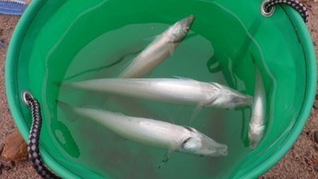 良型のキスを求めて