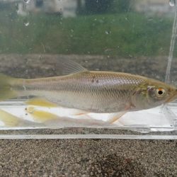 稲美町・喜瀬川小物釣り