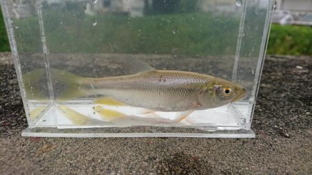 稲美町・喜瀬川小物釣り