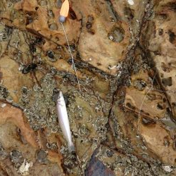 チニング&キス釣り