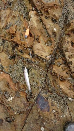 チニング&キス釣り