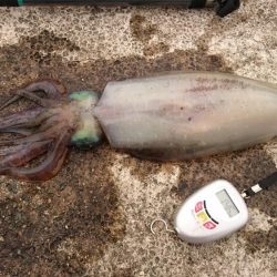 春アオリ4杯、合計6kgオーバー!