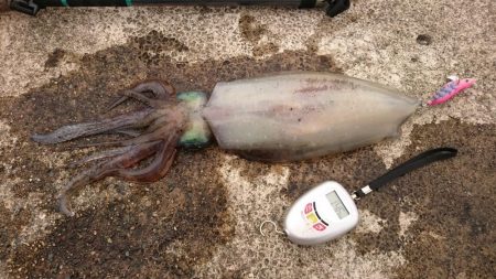 春アオリ4杯、合計6kgオーバー!