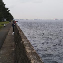 小型のがかなり来ています-タチウオ