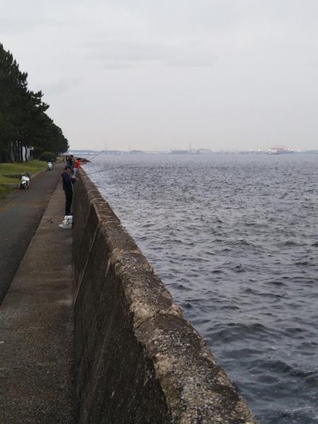 小型のがかなり来ています-タチウオ