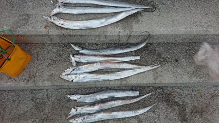 タコ、タチウオ、アジの３目