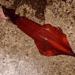 梅雨の合間の釣り日和