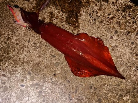 梅雨の合間の釣り日和