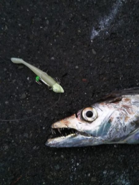 陸っぱりで超特大級ドラゴンをゲット！