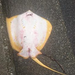 ﾌｧﾐﾘｰﾌｨｯｼﾝｸﾞ