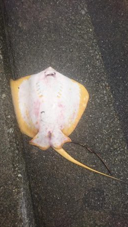 ﾌｧﾐﾘｰﾌｨｯｼﾝｸﾞ