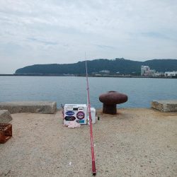 洲本周辺のキス情報