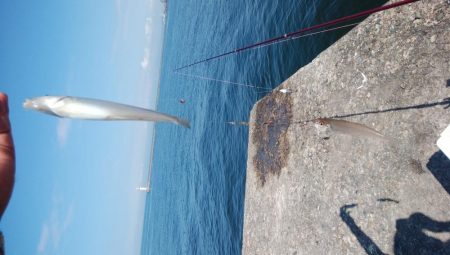 播磨新島のキス情報