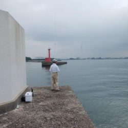 高砂港のキス情報