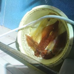 今年初のイカメタルへ❗