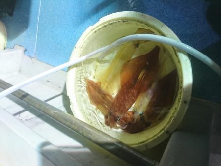 今年初のイカメタルへ❗