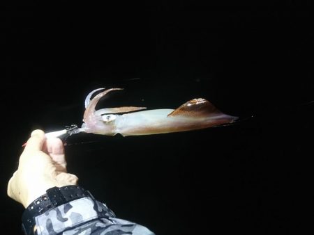 雨の中イカメタル