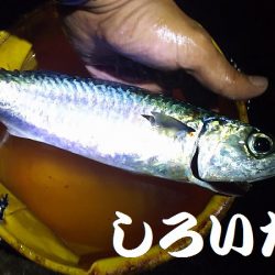 回遊が始まると13匹連続で釣れました。