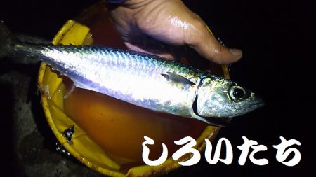 回遊が始まると13匹連続で釣れました。