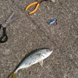 小サバノマセでメジロ70㎝、その他ツバス小サバなど