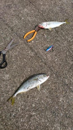 小サバノマセでメジロ70㎝、その他ツバス小サバなど