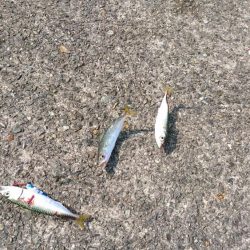 ツバス、タコ、小サバ、小アジ