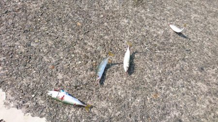 ツバス、タコ、小サバ、小アジ