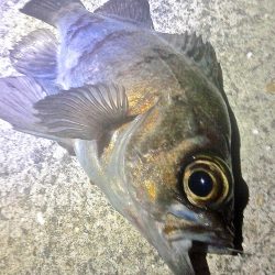 集中力を欠くと釣果に影響しますねぇ