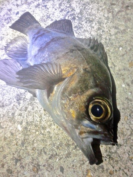 集中力を欠くと釣果に影響しますねぇ