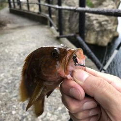 キジハタ狙いで