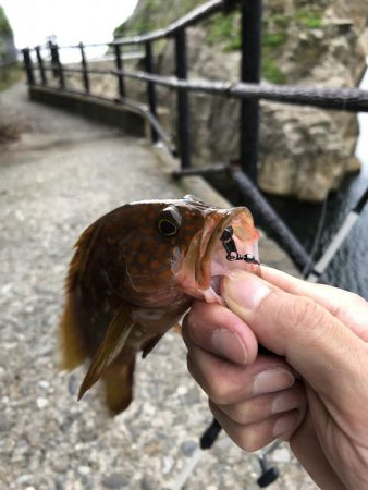 キジハタ狙いで