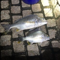 雨上がりのチニング