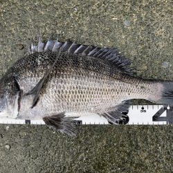 イチノ兄弟、釣果！