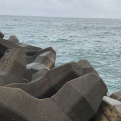 シーバスどこへ…