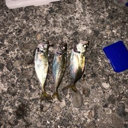 ナイトアジング!