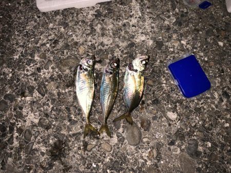 ナイトアジング！