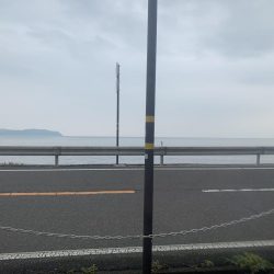 アコウ入れ食い