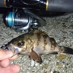 林崎漁港・メバルはお休み？