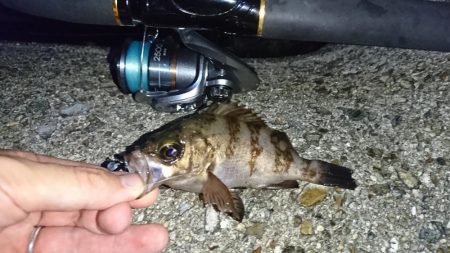 林崎漁港・メバルはお休み？