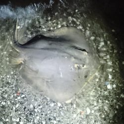 ショアジギで大物が…!?